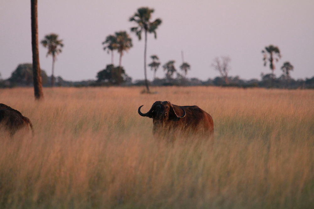 The Hide Safari Camp 호텔 Dete 외부 사진